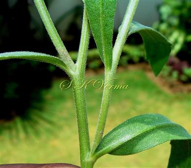  Leafy shoot